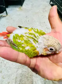 Pineapple baby parrots for sale