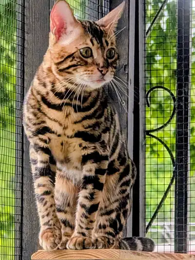 Top Quality Purebred Bengal Kittens, View more