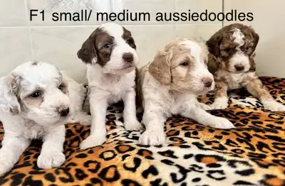 ❤️Goldendoodles and aussiedoodles mini, small/ med, View more