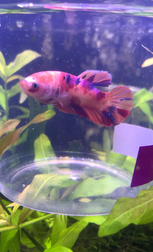 Koi Betta •••$20••• in Fish for Rehoming in Leamington