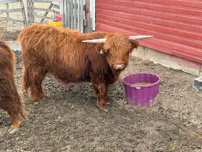 Highland Steer For Sale - 18 Months Old, View more