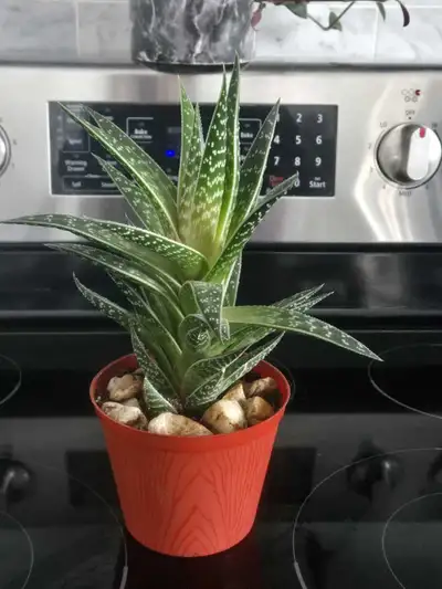 Haworthia Plant , View more