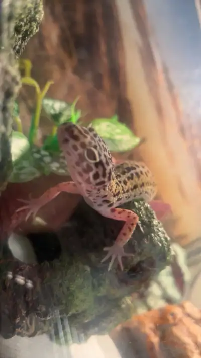 leopard gecko, View more