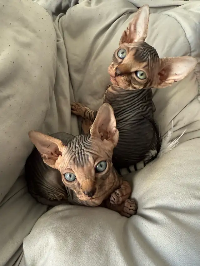 chaton SPHYNX in Cats & Kittens for Rehoming in Laval / North Shore - Image 5