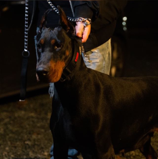 Female Doberman Dogs & Puppies for Rehoming Vancouver Kijiji