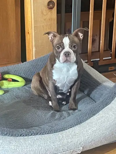 BOSTON TERRIER, View more