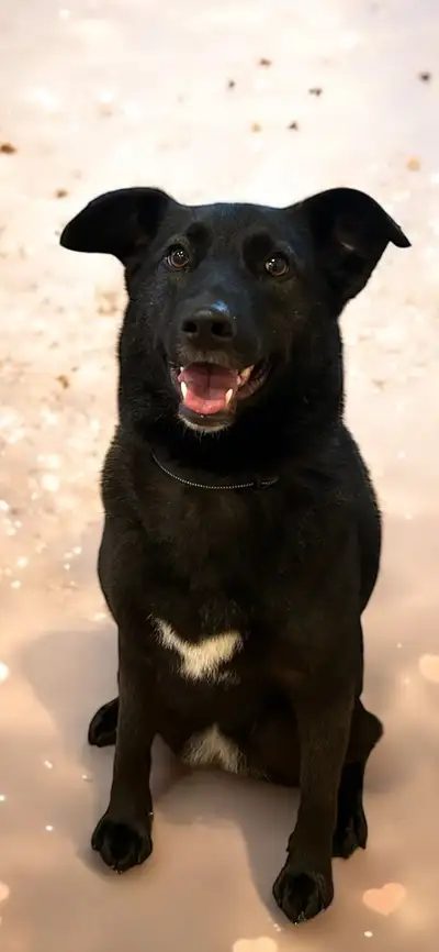**Hi, I’m Bug! Let’s Go on Adventures Together!** I’m Bug—a 4-year-old border collie mix with 40 pou...