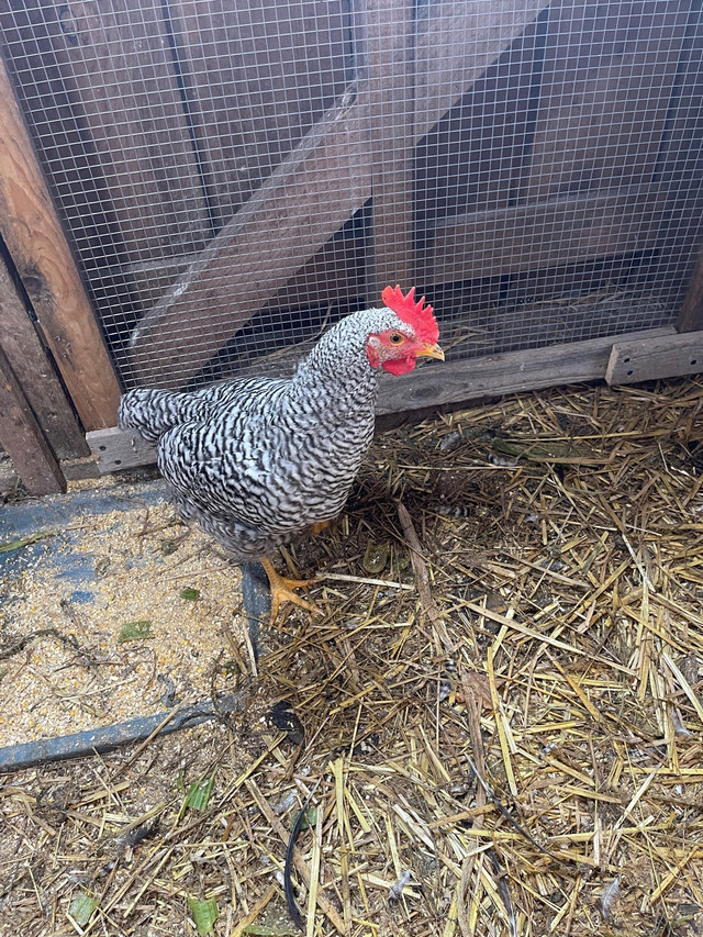 Plymouth Barr Rock Roosters and eggs in Livestock in New Glasgow - Image 3