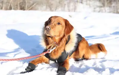 K9 Zane Professional Force-Free Dog Trainer, View more