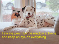  male Dalmatian, well-trained
