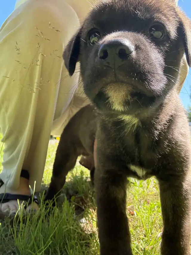 Puppies for sale in Dogs & Puppies for Rehoming in Sudbury - Image 7