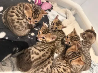 Bonjour je vend des magnifiques bengal j’ai 5 femelle et un mâle ils seront prête dans 1 mois et deu...