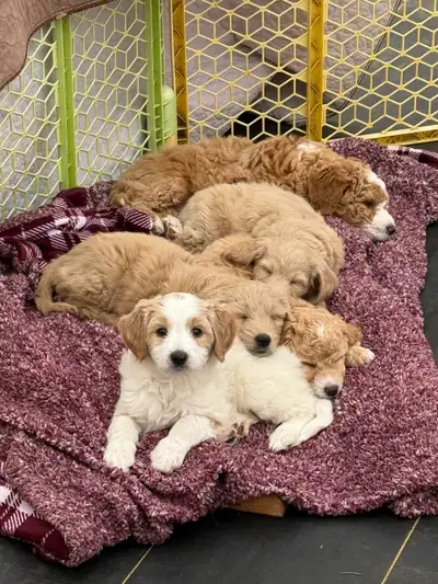 Mini F1b Goldendoodle Puppy, View more