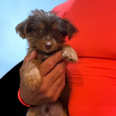 Tiny toy Yorkshire terrier brown puppy, View more