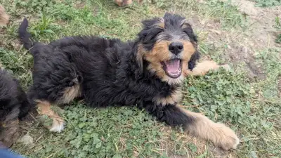 Bernadoodle Puppies  Ready for Forever Homes, View more