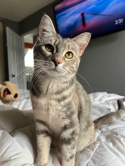 Beautiful and kind 3 year old female spayed cat!, View more