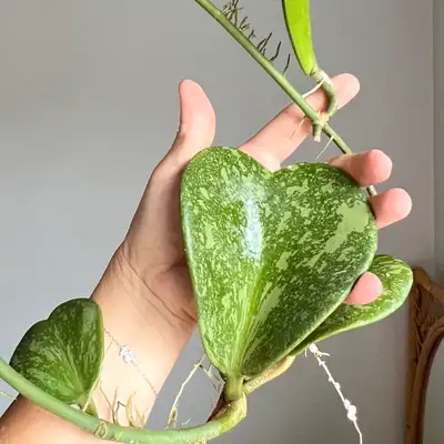Hoya Kerri Splash Healthy Plant, View more