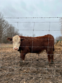 Registered Hereford Bull, 11 Months - Leif