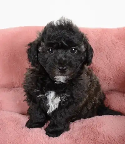 Sweet and Playful Bichon-Poo Puppies Ready For New Homes, View more