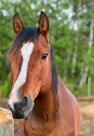 Trail Horse , Voir plus
