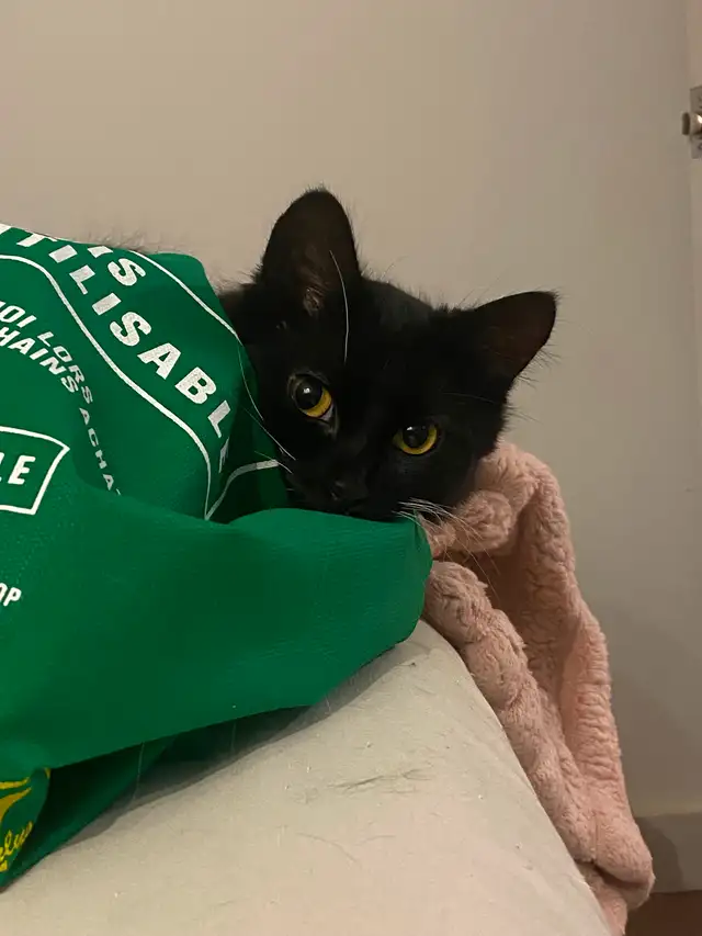 Chaton noir et blanc in Cats & Kittens for Rehoming in Saint-Hyacinthe - Image 2