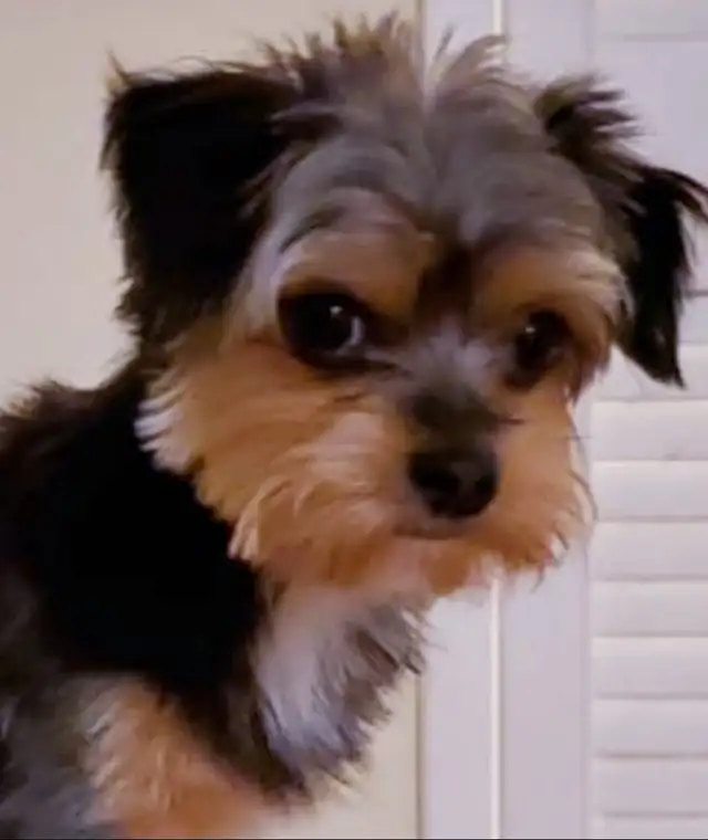 Loving Pair of Small Dogs Looking for a Caring Home in Dogs & Puppies for Rehoming in City of Toronto - Image 7