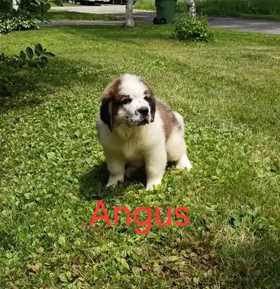 chiot St-Bernard, View more