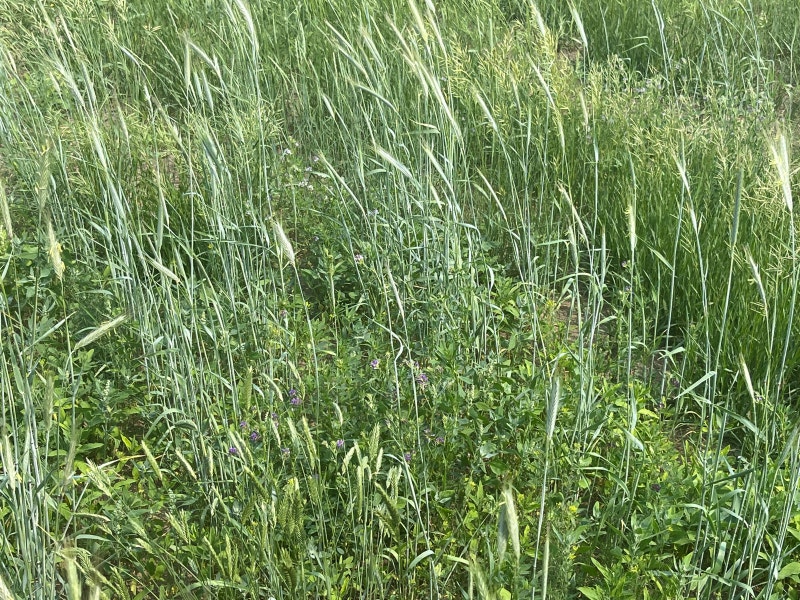 Hay and greenfeed bales for sale Livestock Red Deer Kijiji