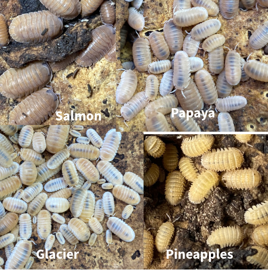 Updated Isopod List - Reduced Prices and New Pods! in Reptiles & Amphibians for Rehoming in Kingston - Image 9