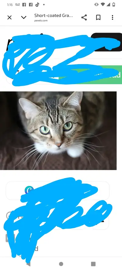 really want a kitten or cat for a companion please contact me, View more