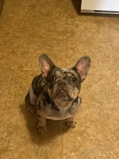 French bulldog, View more