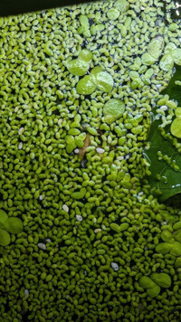 Duckweed floating plants