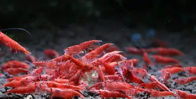 Looking For FREE aquarium Shrimp, View more