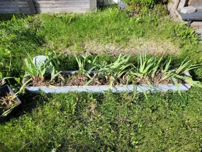 Free tulips.. Possibly Iris.. not sure, View more