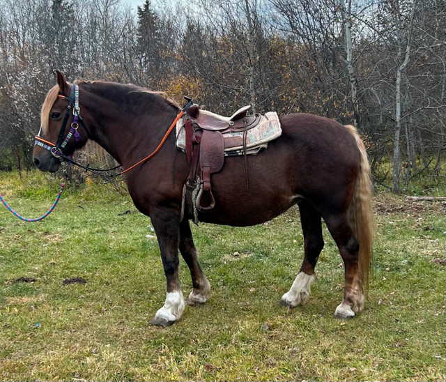 GORGEOUS Belgian cross mare, 6yrs old in Horses & Ponies for Rehoming in Edmonton - Image 3