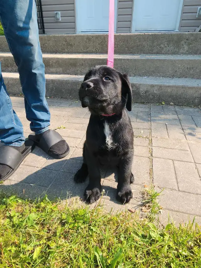 1 left!! Puppy Ready for her forever home in Dogs & Puppies for Rehoming in Barrie - Image 5