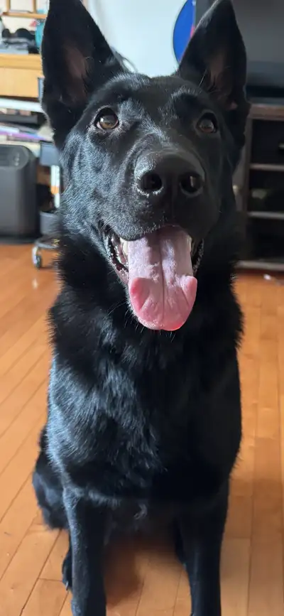 Beautiful 11-month-old purebred black German Shepherd!, View more