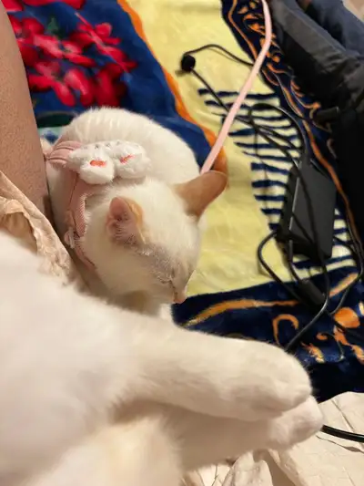 kitten for rehoming, View more