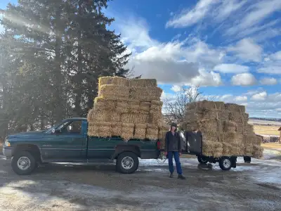 Small Barley Straw Bales, View more