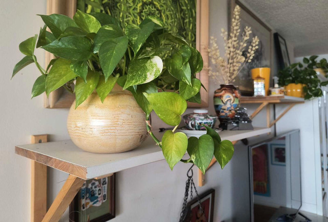 Floating Wooden Shelves in Bookcases & Shelving Units in Ottawa - Image 2