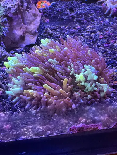 Magic Carpet Mushroom Coral, View more