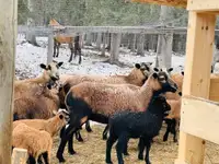 American purebred black belly sheep, NEED GONE ASAP 