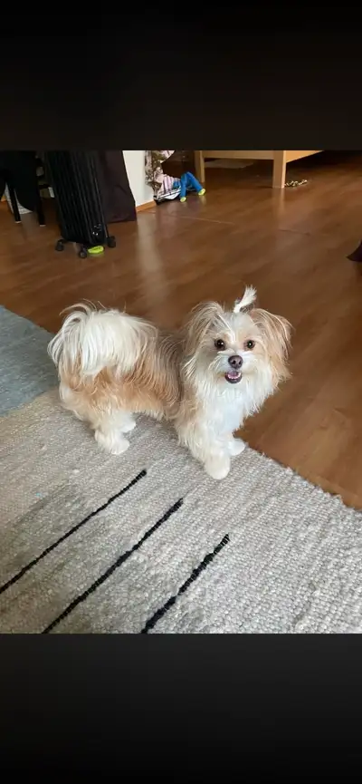 Maltese/Maltipoo puppies, View more