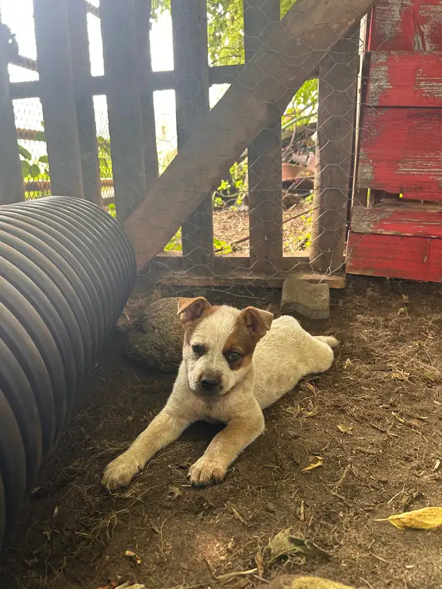 chiot bouvier australien in Dogs & Puppies for Rehoming in West Island - Image 6
