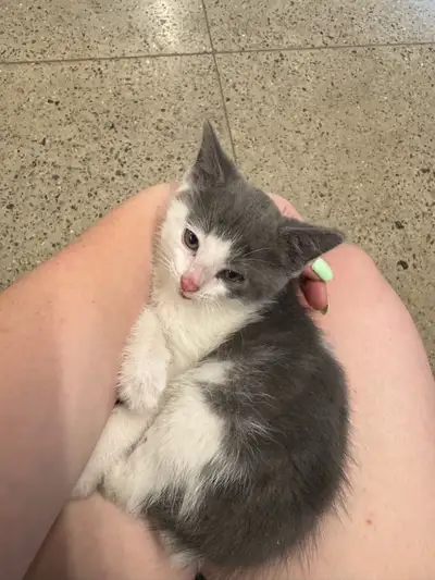 kitten.., View more