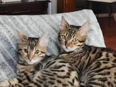 prebooking for Bengal kittens with cat DNA reports , View more