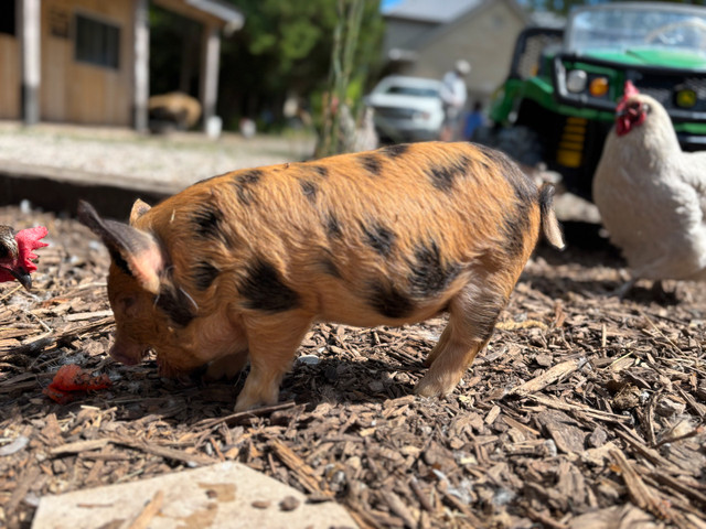 Ready to go! One Kunekune Piglet left!- Sold in Livestock in London - Image 2