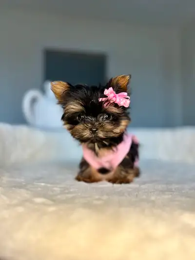 Quality *Tiny* Yorkie and Morkie Puppies, View more