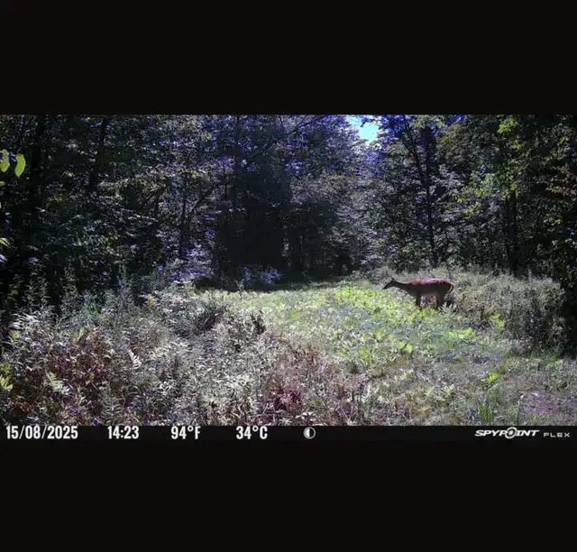 55 acres – Terre à bois à louer – Zone 4 – Cerfs et orignaux in Quebec in Canada - Image 4