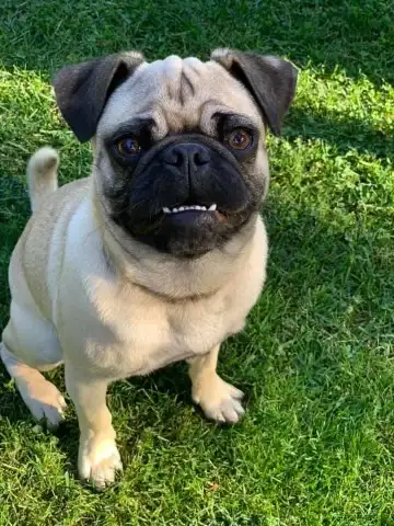 Fawn pure bred male pug , not fixed . Great attitude, manner , super friendly. Loves to play catch a...